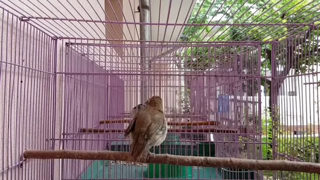 Соловей хафиз(luscinia Hafiziy) смотреть онлайн