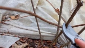 Обрезка гортензии Fraise Melba /Фрайз Мельба