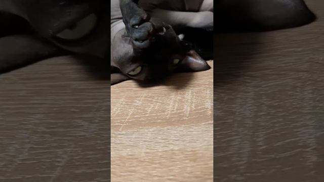 Канадский сфинкс. Аврора-Джульетта Екатерина Великая смотреть онлайн