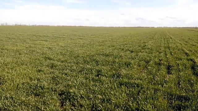 "Сухой КАС" в действии. Состояние озимой пшеницы спустя месяц после азотной подкормки смотреть онлайн
