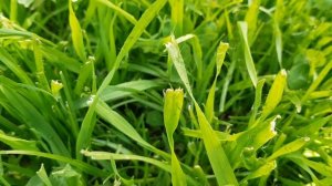 Зачем, когда и как точить нож газонокосилки.