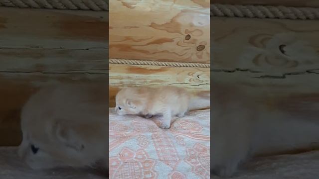 Отдам котенка в добрые руки. смотреть онлайн
