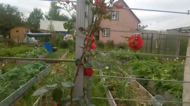 Розы плетистые. Организация пространства. смотреть онлайн