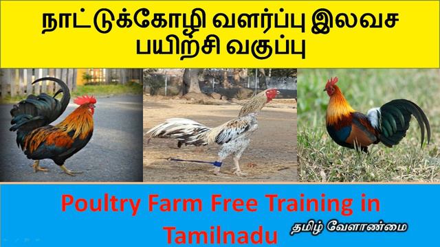 2020 Nattu Kozhi Valarpu Free Training || தமிழ் வேளாண்மை смотреть онлайн