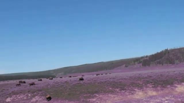 Ты видишь как мирно пасутся бизоны смотреть онлайн