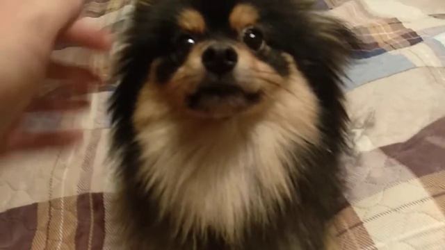 Шпиц рычит, лает, носится, кусается :))