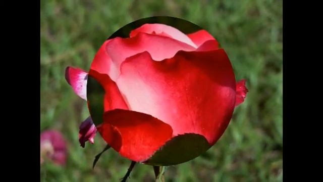 Roses cut flower varieties смотреть онлайн