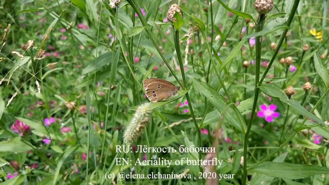 Для Roberto Bravo смотреть онлайн