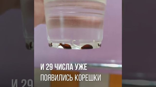 ЧТО БУДЕТ ЕСЛИ ПОСАДИТЬ КОСТОЧКУ ОТ ЯБЛОКА? смотреть онлайн