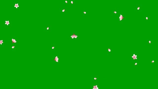 Sakura cherry Blossom Flowers Falling green screen loops смотреть онлайн