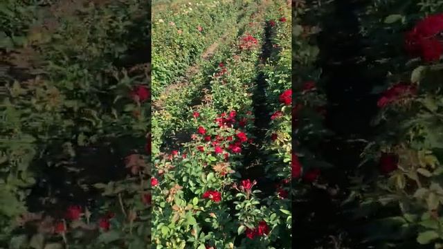 Маржолейн из серии «с лампочкой внутри» или вторая волна цветения на низком старте... смотреть онлайн