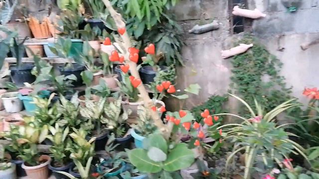 variety of san francisco plants// happy viewing