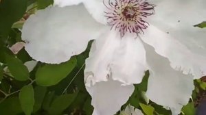 Клематис Бьютифул Брайд