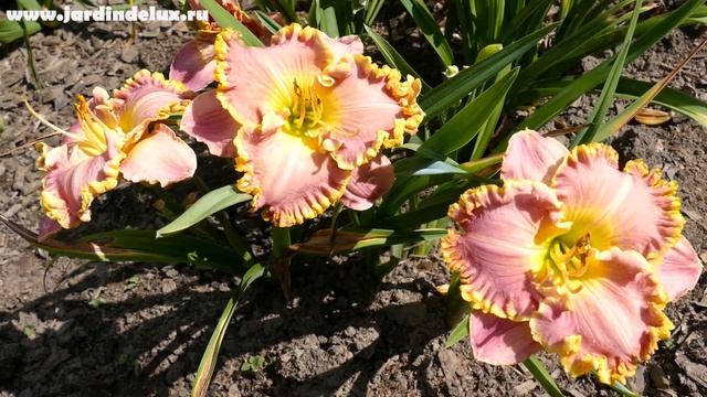 Цветение сортового лилейника ORCHIDS AND GOLD в саду www.jardindelux.ru смотреть онлайн