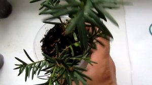 Размножение тиса черенками первый опыт/Reproduction of Taxus by cuttings first experience