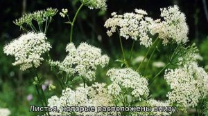 Сныть трава: описание, где растет, полезные свойства