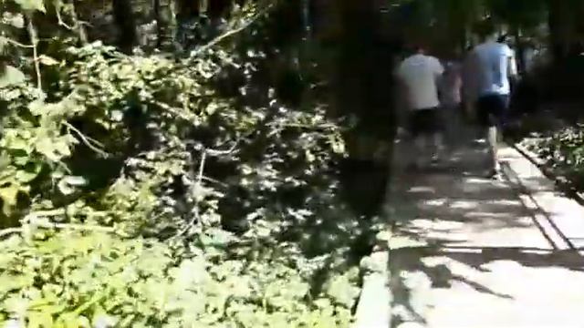 Поход в тисо-самшитовую рощу! смотреть онлайн