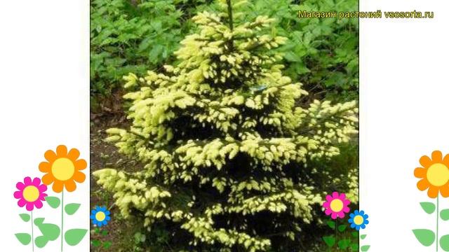 Ель восточная Ауреа. Краткий обзор, описание характеристик picea orientalis Aurea смотреть онлайн