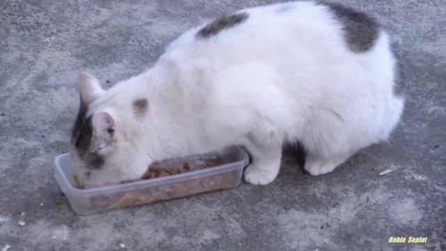 White Cat Scared Of Ginger Cat