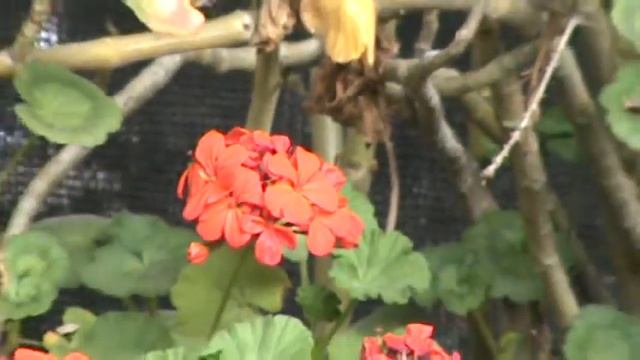 Handycam DCR-PJ5 de Sony смотреть онлайн