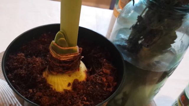 Open Amaryllis! - Nature Diary 022 смотреть онлайн