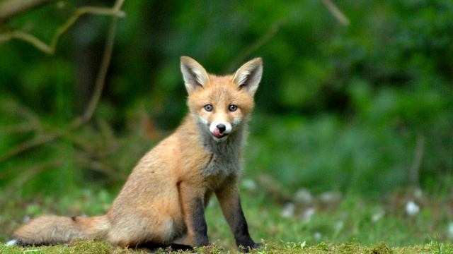 Төлке / Лиса / Балалар өчен видео / Видео для детей / Дикие животные