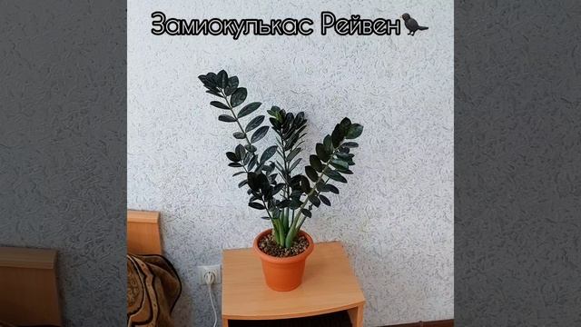 Делить?? #Замиокулькас Рейвен?⬛уже такой большой!? #долларовоедерево #цветы #растения #shorts смотреть онлайн
