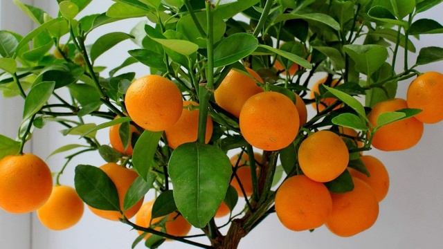 Справляются с неблагоприятной энергии! Какие из растений могут очистить весь дом? смотреть онлайн
