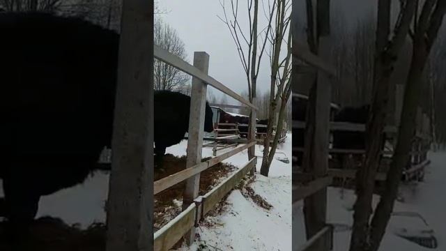 быки породы black angus смотреть онлайн