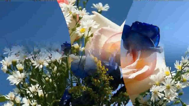 Rose On Blue Sky Background  Images