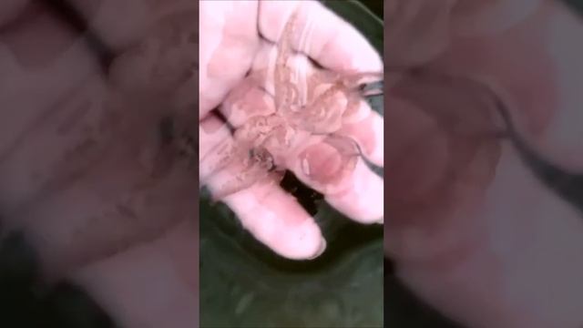Ушастые медузы атаковали Балтийское море смотреть онлайн