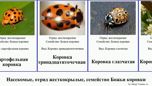 Насекомые, отряд жесткокрылые, семейство Божьи коровки коровка insect Бахчевая Coleoptera Адалии смотреть онлайн