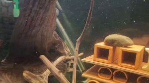 Икра Номерного сома L 201