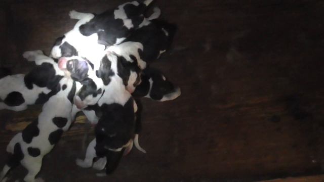 Айна ощенилась!!! смотреть онлайн