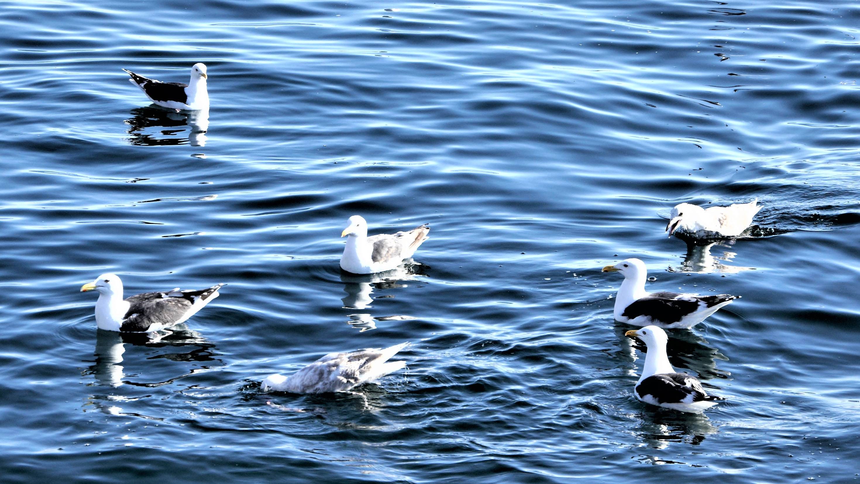 Прогулка по бухте гертнера смотреть онлайн