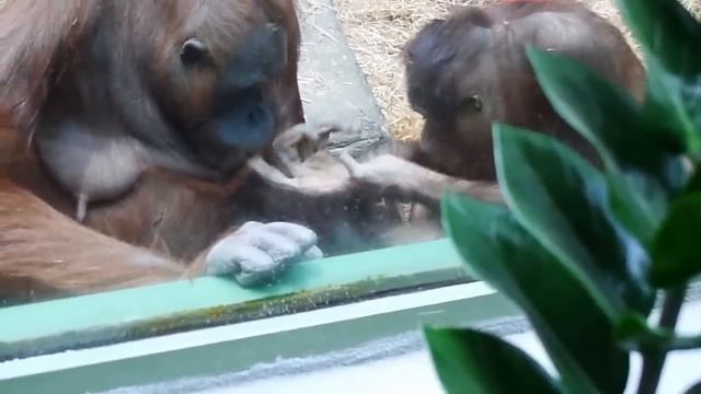 Орангутанги мама с дочей ...как люди! умора, animals video!!!! смотреть онлайн