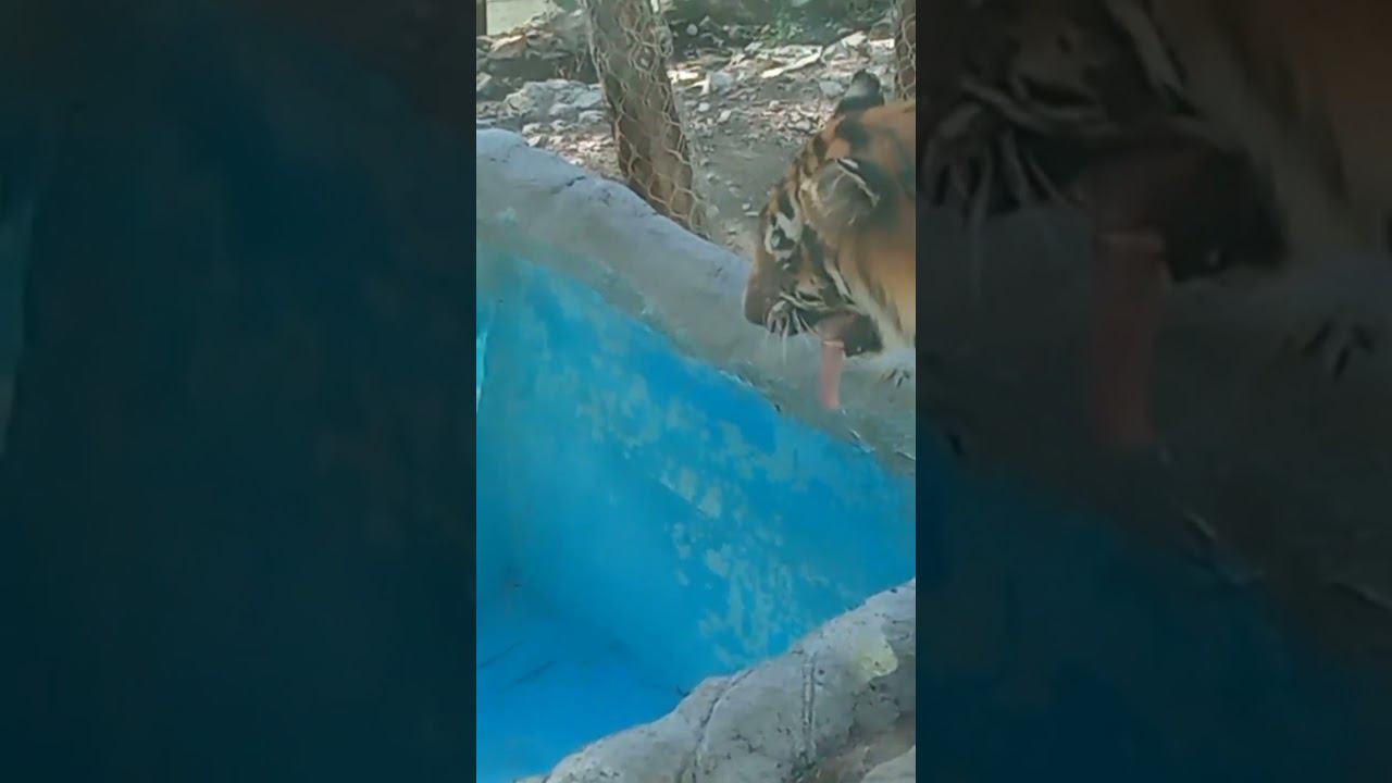 Длина языка у тигра смотреть онлайн