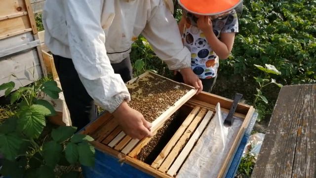 А пасека то размножается! Ошибки пчеловода или как я набивал шишки Отводок на свищевой маточник смотреть онлайн