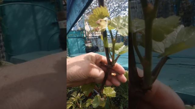 Выломка двойников на винограде смотреть онлайн