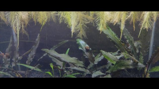 Обзор лягушатника.