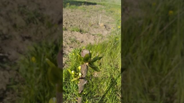 слива бербанк гигант.2год.Цветение.сигналки.3мая. смотреть онлайн