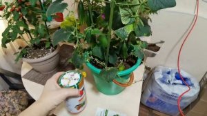 Огурец на подоконнике сошёл с ума! Насчитали15 зрелых плодов. Компактный и урожайный гибрид Трюкач