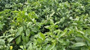 итоги лечения табачной мозаики на перце