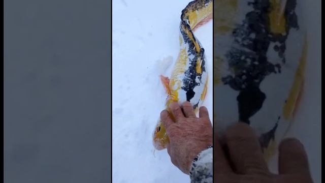 НАЛИМ ВОЛШЕБНЫЙ смотреть онлайн