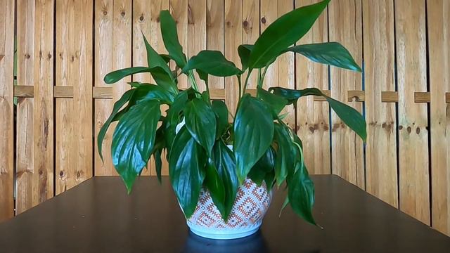 Thirsty Spathyphylum Timelapse смотреть онлайн