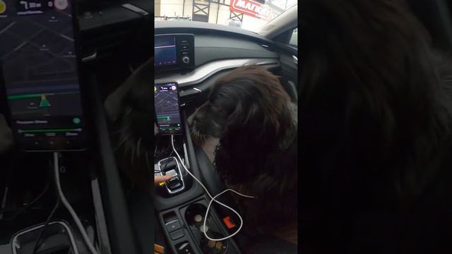 Таксую с собакой🐕🐕🐕 смотреть онлайн