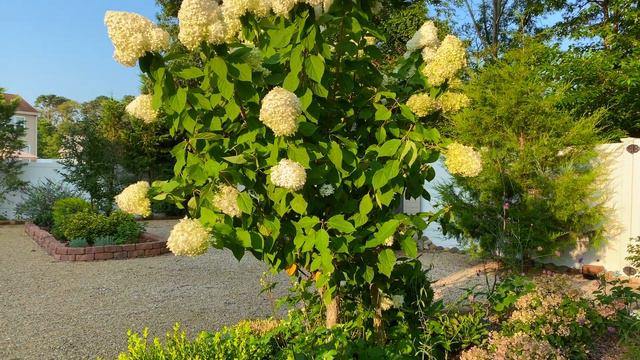 Limelight Hydrangea Tree Drooping After Rain (Part 2): What To Do смотреть онлайн