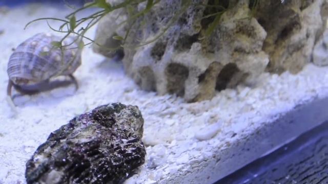 2016.09.30. crustaceans, ракообразные в кубике 60л, dardanus arrosor & palaemon elegans #reef-sixty смотреть онлайн