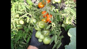 ОЧЕНЬ ВЫСОКОУРОЖАЙНЫЙ ТОМАТ МОНГОЛЬСКИЙ КАРЛИК ОКАЗАЛСЯ С СЮРПРИЗОМ