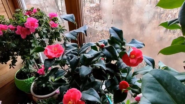 КАМЕЛИЯ. КАМЕЛІЯ.  CAMELLIA Lady Campbell Vs Doctor King